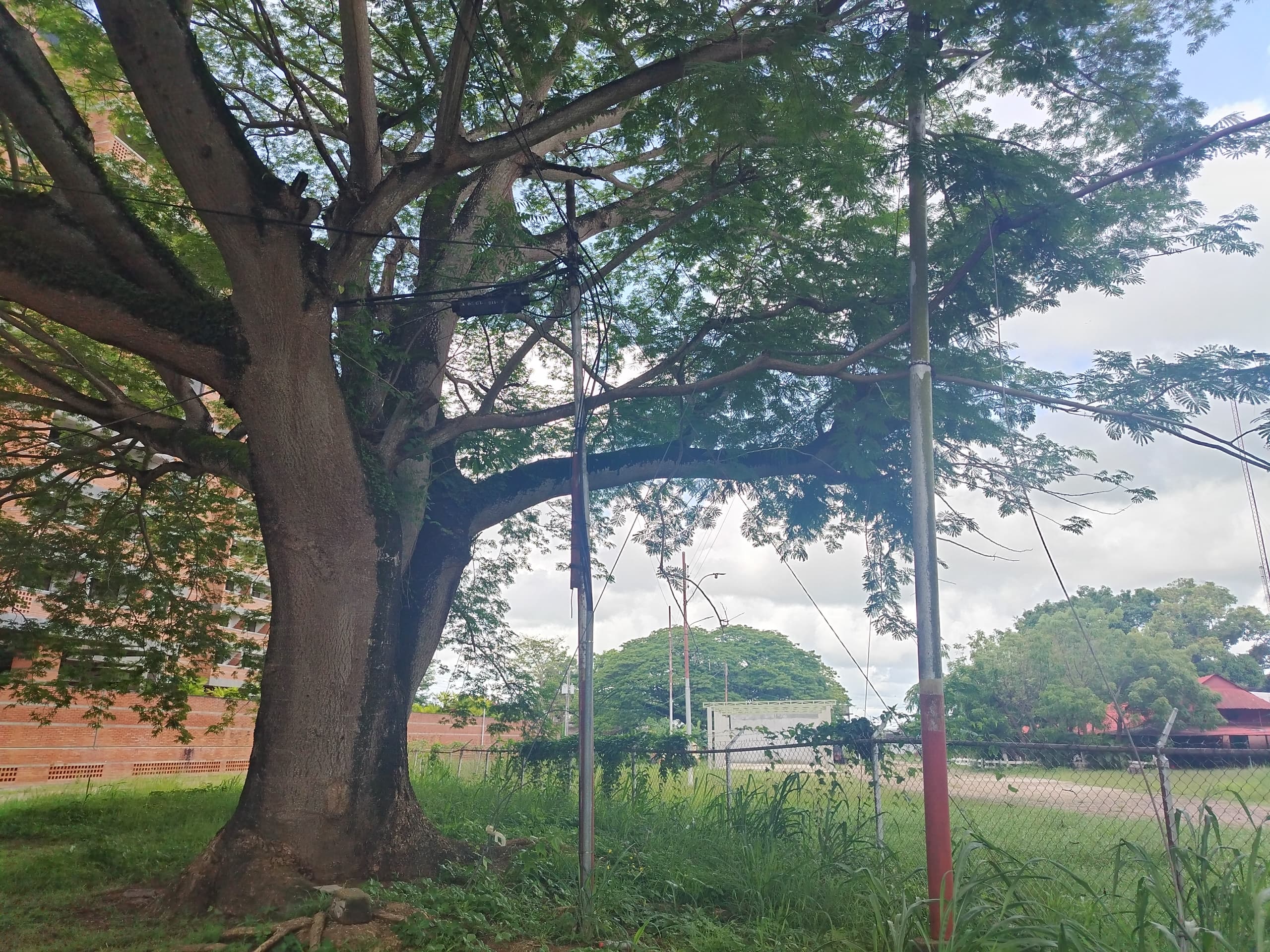 Vecinos que viven adyacentes al Parque Chucho Palacio solicitan poda de arboles.