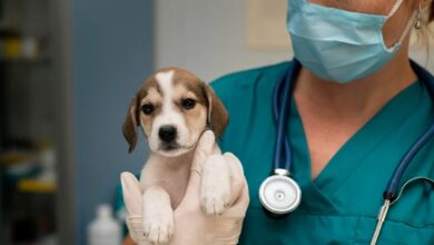 21 de julio: Día Mundial del Veterinario