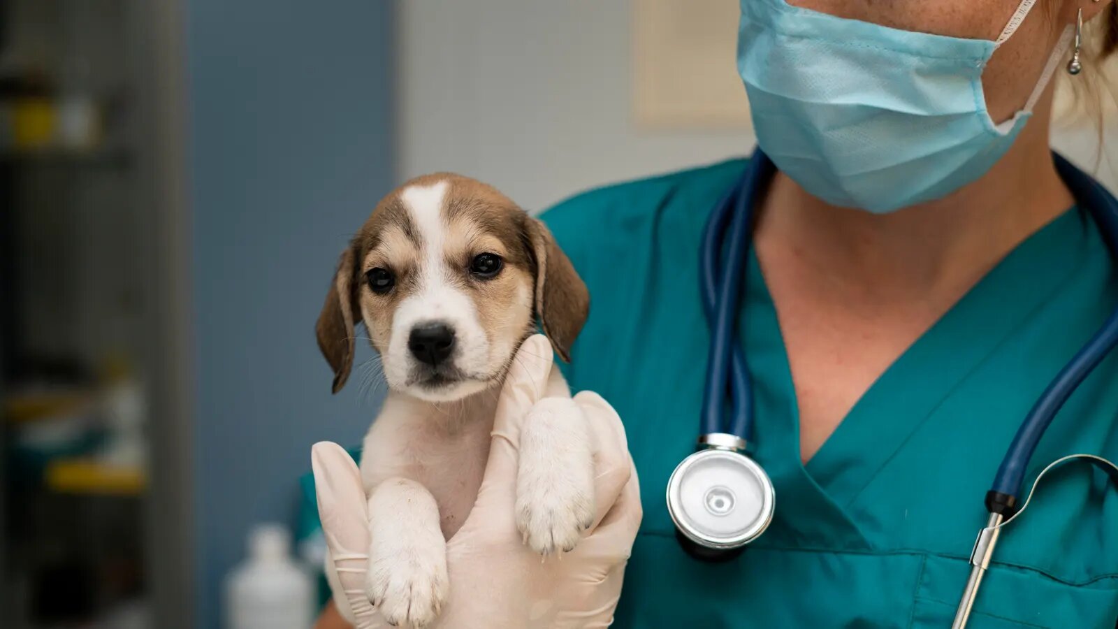 21 de julio: Día Mundial del Veterinario