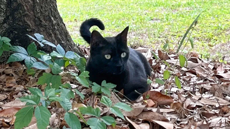 La ciencia descubre un nuevo virus gracias a un gato