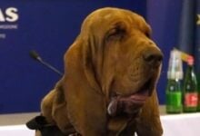 El “cobarde” asesinato de Bruno, el perro italiano que salvó nueve vidas