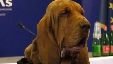 El “cobarde” asesinato de Bruno, el perro italiano que salvó nueve vidas