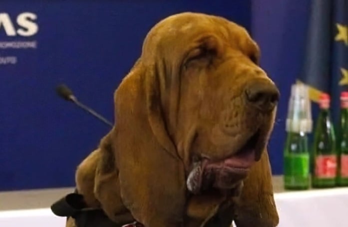 El “cobarde” asesinato de Bruno, el perro italiano que salvó nueve vidas