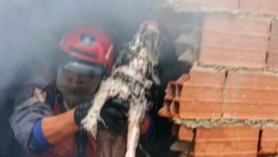 Bomberos de Caracas rescataron a un perro de un incendio en una vivienda