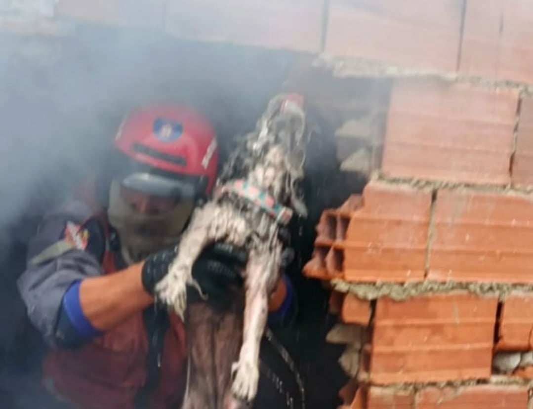 Bomberos de Caracas rescataron a un perro de un incendio en una vivienda