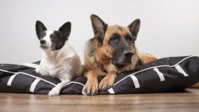 Día Mundial del Perro: por qué se celebra cada 21 de Julio