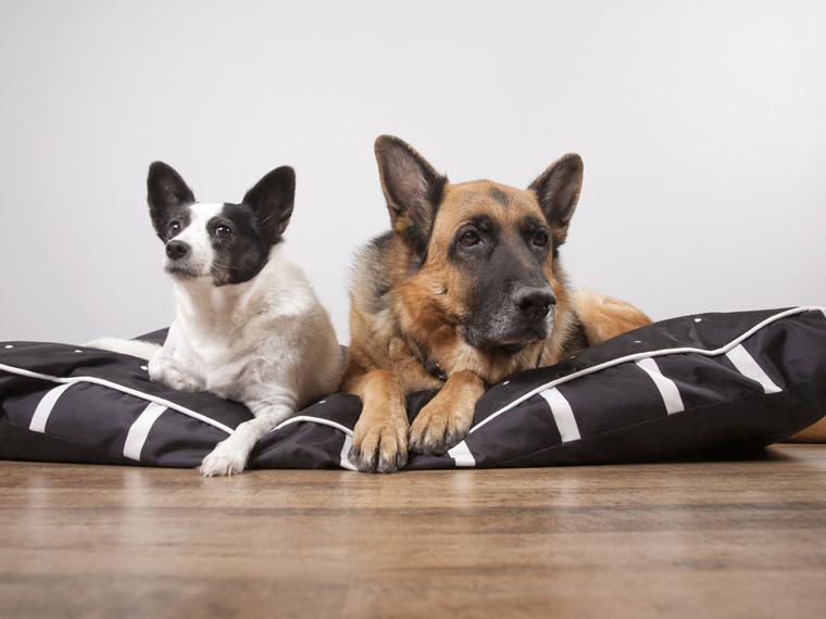 Día Mundial del Perro: por qué se celebra cada 21 de Julio
