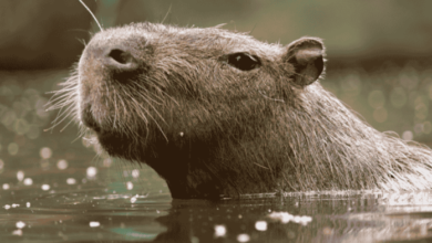 Día del chigüire: los secretos sorprendentes de esta criatura de la fauna venezolana