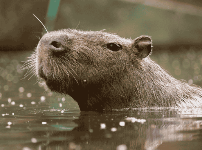 Día del chigüire: los secretos sorprendentes de esta criatura de la fauna venezolana