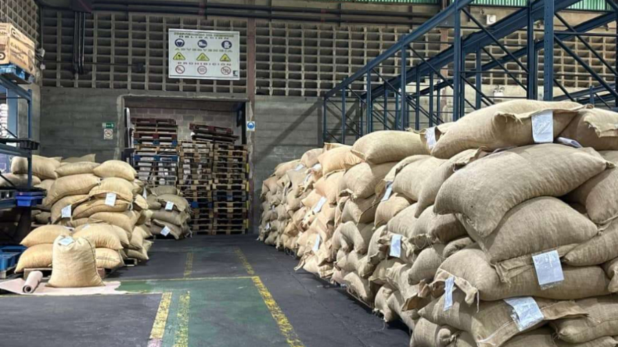 Cacao mirandino conquista Rusia: Venezuela exporta 50 toneladas