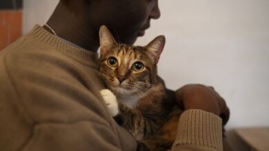 Vínculo familiar: el 97 % integra a sus mascotas como un miembro más