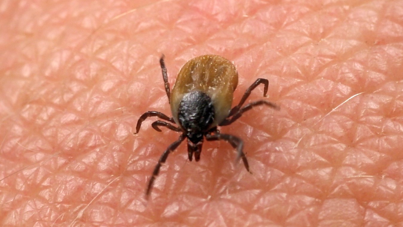 Enfermedad de Lyme: qué es, síntomas, tratamiento y prevención