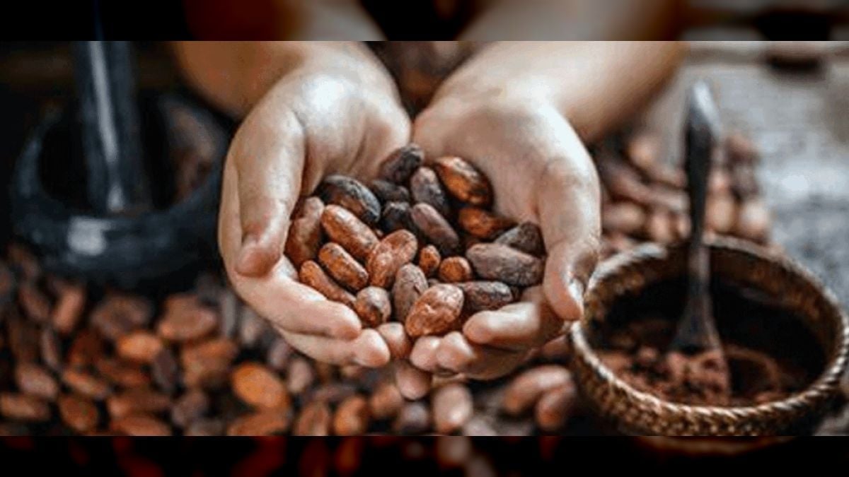 Venezuela exportará 150 toneladas de cacao a Rusia a finales de agosto