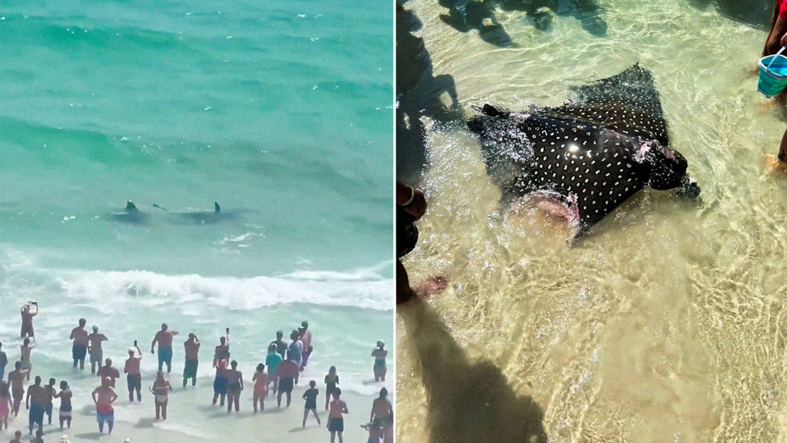 Sorprendente enfrentamiento marino: un tiburón atacó a una mantarraya en una playa de EE. UU.