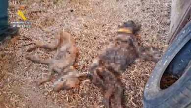 Horror en España: Hallan a 32 perros de caza muertos por inanición y sed