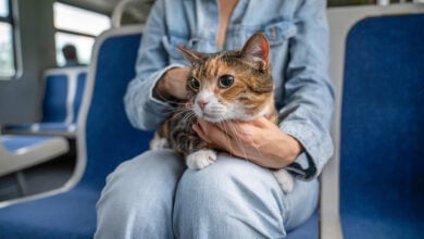 Pareja es multada con 110 euros en Francia por los maullidos de su gato en el tren