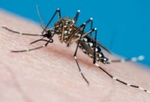 El 20 de agosto se conmemora el Día Mundial del Mosquito