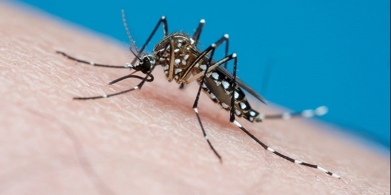 El 20 de agosto se conmemora el Día Mundial del Mosquito