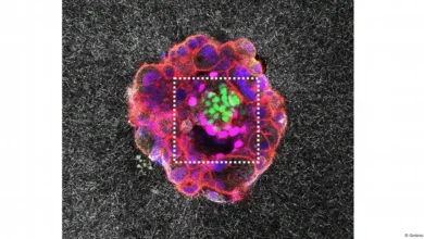 Logran grabar la implantación de un embrión, un paso clave para la fertilidad