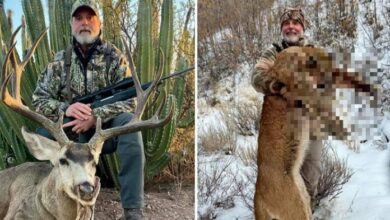 Hombre muere embestido por un búfalo que intentaba cazar