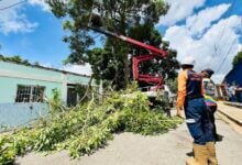Alcaldía y obras públicas realizan poda preventiva en La Muralla