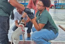 Brindan atención a más de 80 mascotas en El Furrial