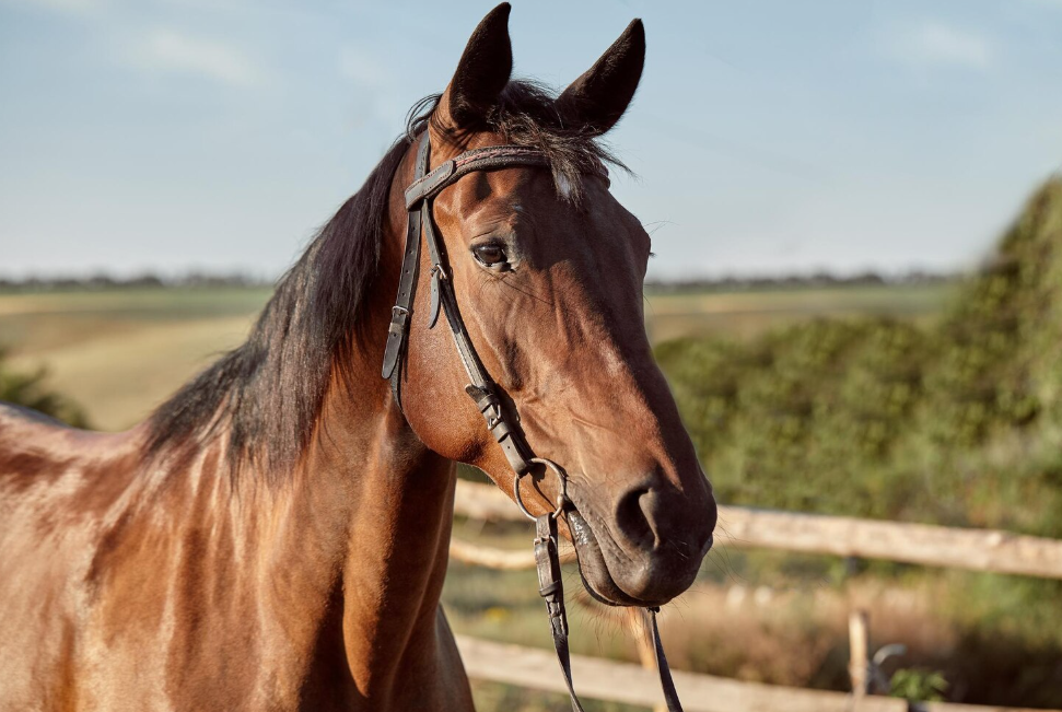 Hallan a un caballo desmembrado en una unidad educativa del estado Aragua