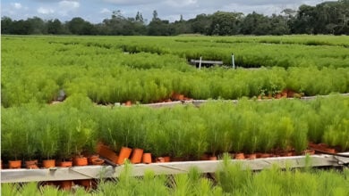 Venezuela impulsa la reforestación: más de 4 millones de pinos caribe sembrados en Uverito