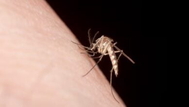Por qué los mosquitos te pican más a ti: olor corporal, alergias y cómo protegerte