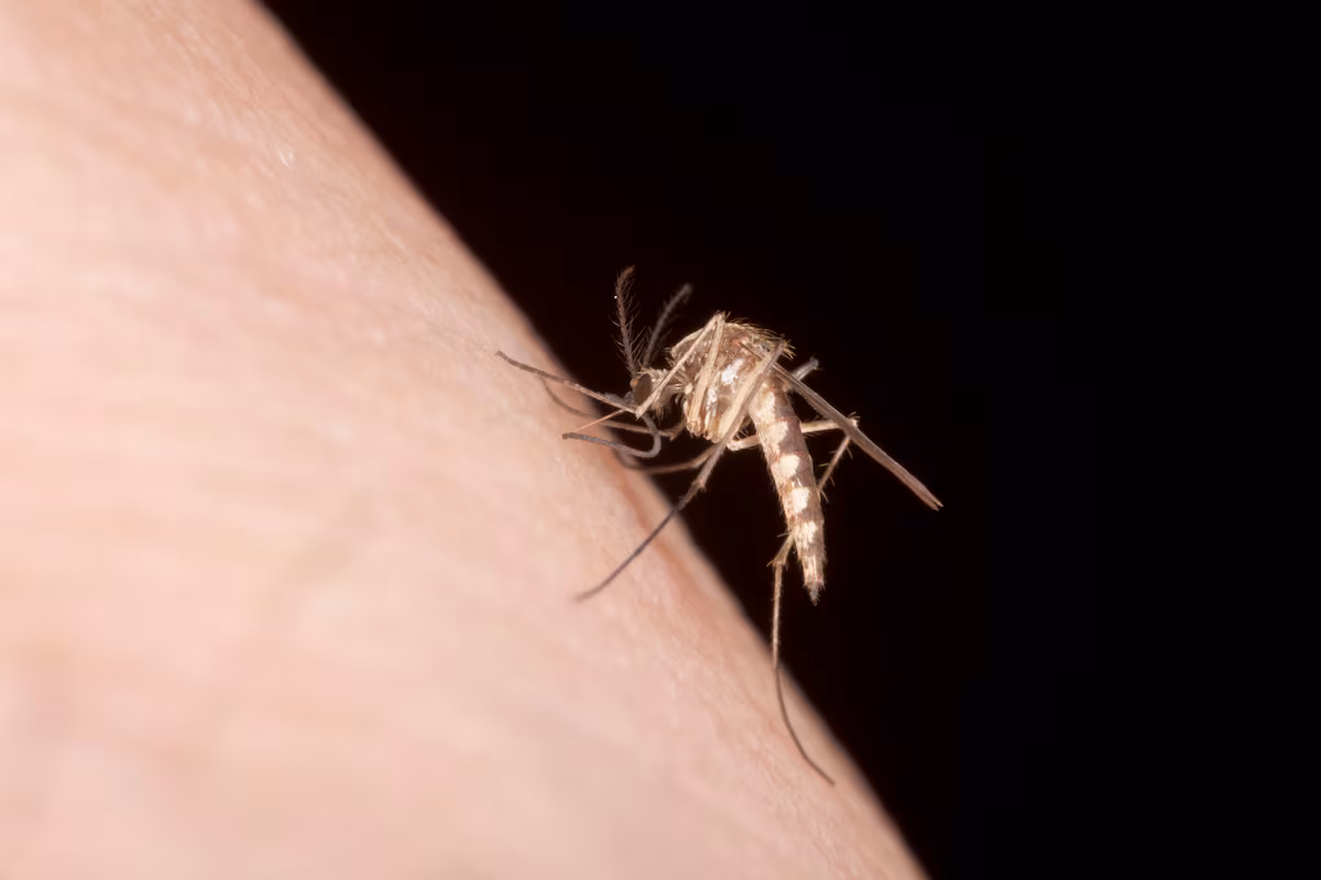 Por qué los mosquitos te pican más a ti: olor corporal, alergias y cómo protegerte