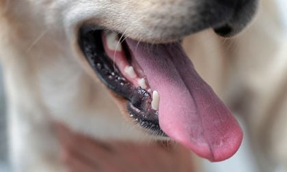 Fallece una mujer británica por una rara infección provocada por la saliva de su perro