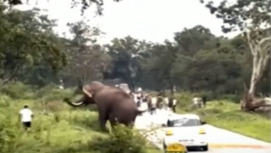 un turista es pisoteado por un elefante en un intento por conseguir una foto