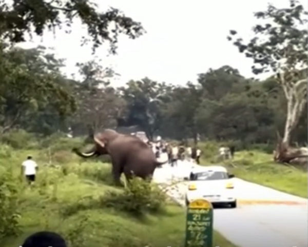 un turista es pisoteado por un elefante en un intento por conseguir una foto