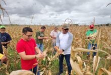 Monagas impulsa la siembra de maíz con el proyecto Reproducción Semilla INEA 7