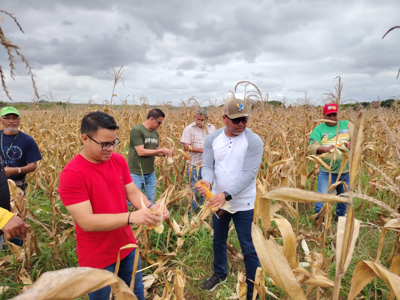 Monagas impulsa la siembra de maíz con el proyecto Reproducción Semilla INEA 7