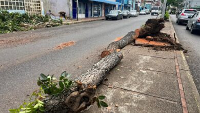 Fuerte ventolera causa caída de ramas y árboles en el centro y sectores de Maturín