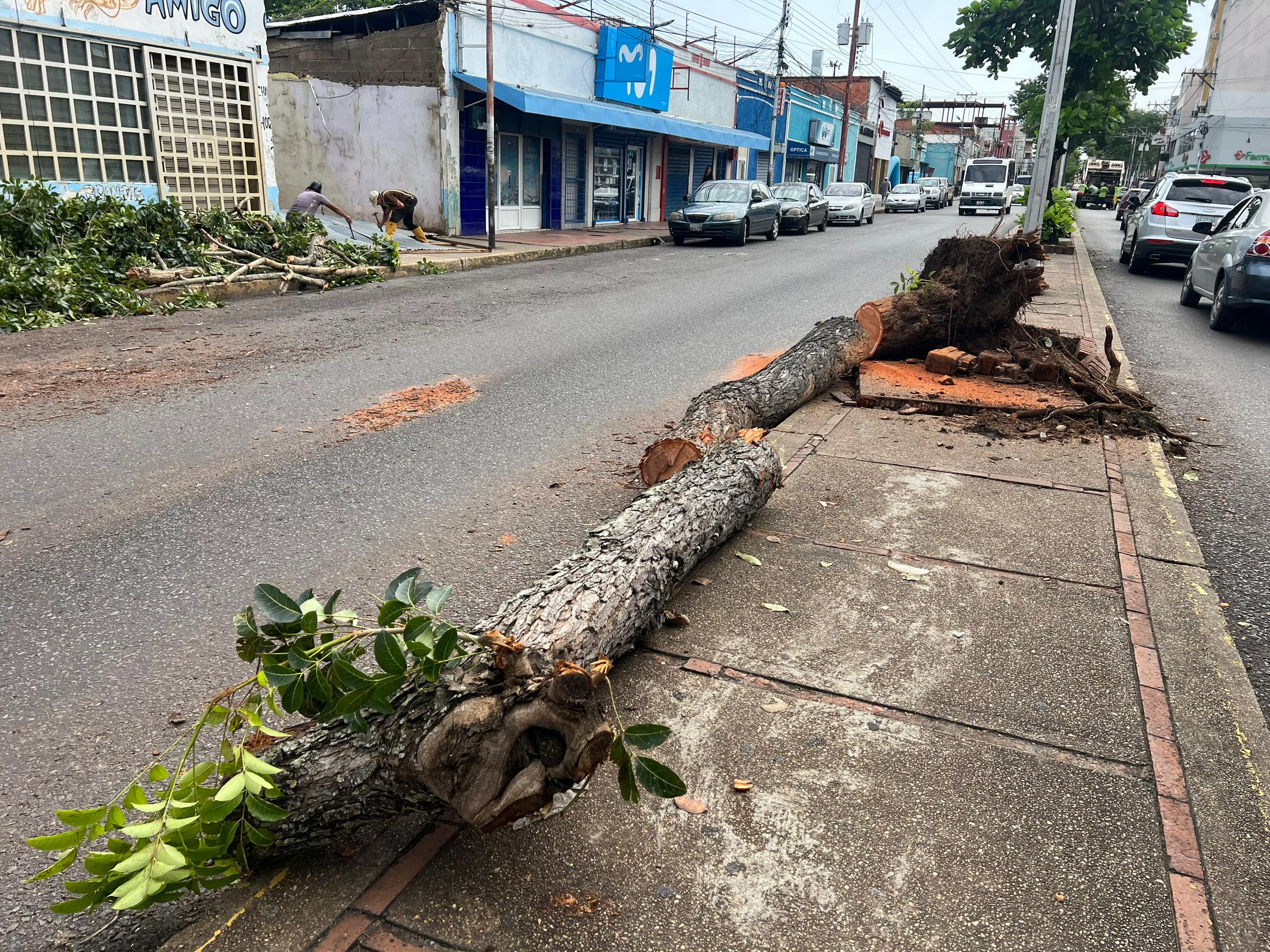 Fuerte ventolera causa caída de ramas y árboles en el centro y sectores de Maturín