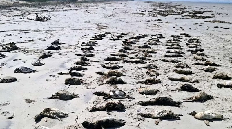 Misterio en Brasil: investigan la aparición de más de 700 pingüinos muertos en sus costas