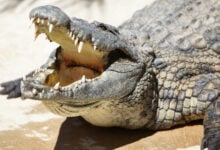 Un turista en Puerto Vallarta se salva del ataque de un cocodrilo en una playa