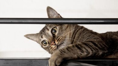 Día Internacional del Gato: ¿Por qué se celebra tres veces al año?