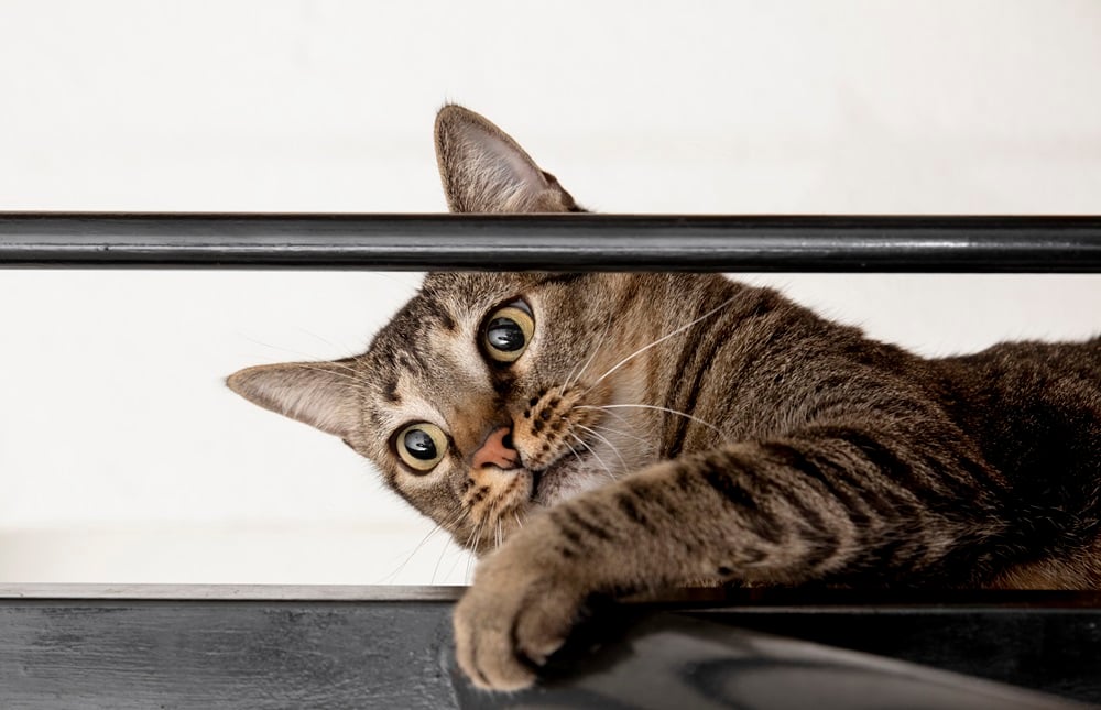 Día Internacional del Gato: ¿Por qué se celebra tres veces al año?