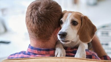 Más allá de la compañía: Cómo los perros mejoran tu salud física y mental