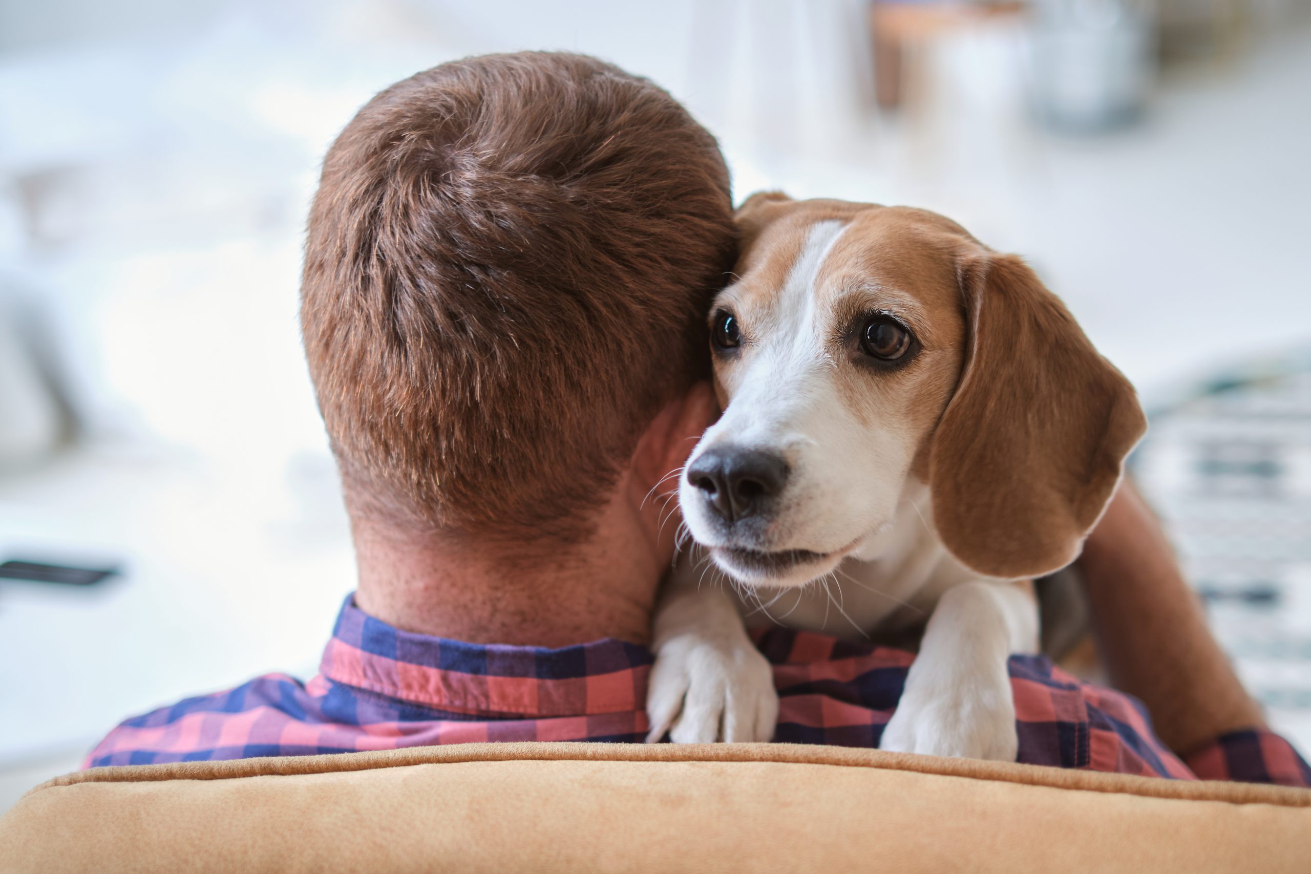 Más allá de la compañía: Cómo los perros mejoran tu salud física y mental