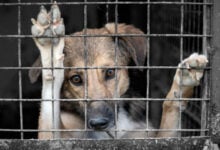 Ministerio Público advierte: maltrato animal podría conllevar multa y cárcel de hasta seis años