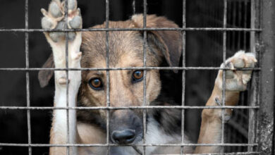 Ministerio Público advierte: maltrato animal podría conllevar multa y cárcel de hasta seis años