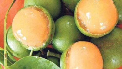 Propiedades antienvejecimiento y depurativas: Conoce los beneficios de consumir mamón