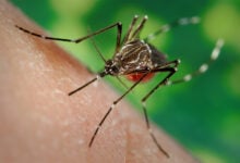 Día Internacional contra el Dengue: prevención y cuidado para evitar la enfermedad