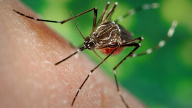 Día Internacional contra el Dengue: prevención y cuidado para evitar la enfermedad