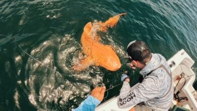 El misterioso tiburón naranja de Costa Rica: Pescadores captan un raro espécimen con ojos blancos