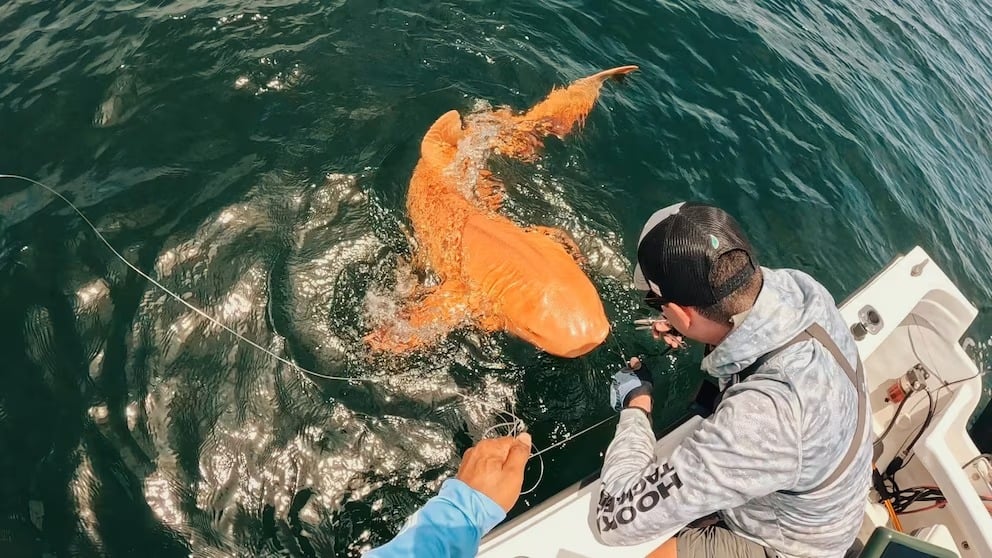 El misterioso tiburón naranja de Costa Rica: Pescadores captan un raro espécimen con ojos blancos